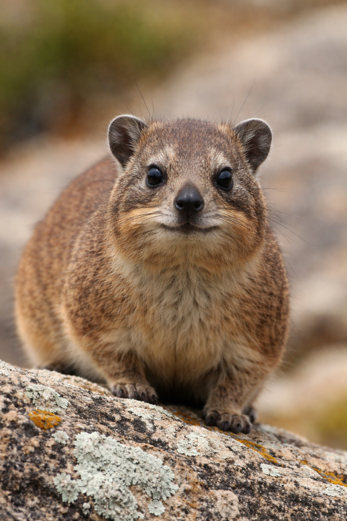 Rock hyrax on lichen-covered rock Rock Hyrax On Lichen Covered Rock 683x1024